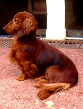 Oskar